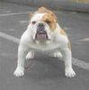 Bulldog Hund