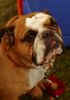 Bulldog Hund