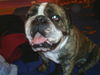 Bulldog Hund