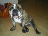 Bulldog Hund