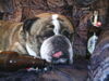 Bulldog Hund