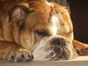 Bulldog Hund