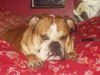 Bulldog Hund