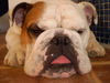 Bulldog Hund