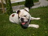 Bulldog Hund