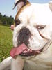 Bulldog Hund