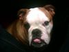 Bulldog Hund