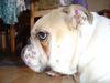 Bulldog Hund