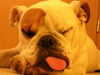 Bulldog Hund