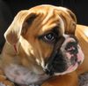 Bulldog Hund