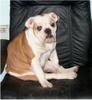 Bulldog Hund