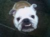 Bulldog Hund