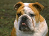 Bulldog Hund