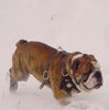 Bulldog Hund