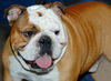 Bulldog Hund