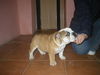 Bulldog Hund