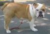 Bulldog Hund