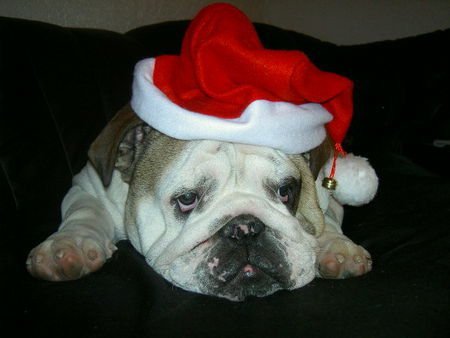 Bulldog Frohe Weihnachten