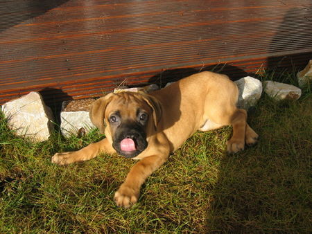 Bullmastiff