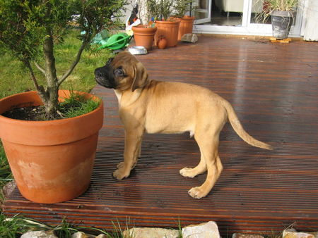 Bullmastiff