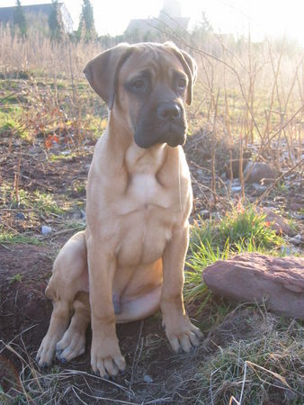 Bullmastiff