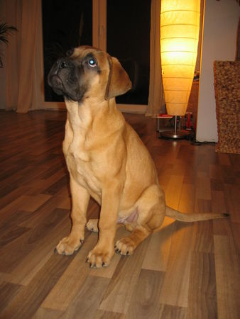 Bullmastiff Paul mit 14 Wochen, 43 cm und 13 kg