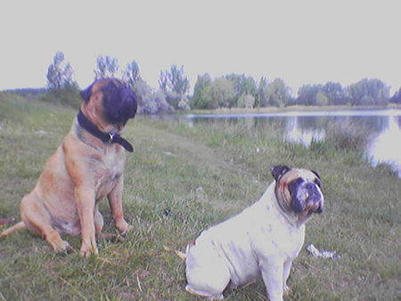 Bullmastiff Paul und erna