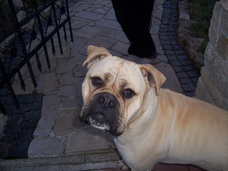 Bullmastiff