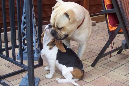 Bullmastiff Kuscheln macht Spaß!!!