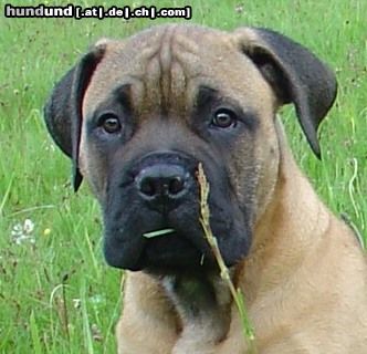 Bullmastiff 12 Wochen alt