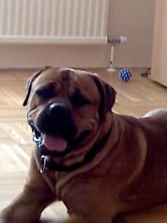 Bullmastiff Devil 18 monate