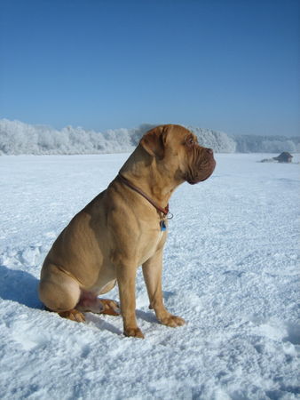 Bullmastiff Winterspaziergang