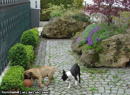 Bullmastiff Spiel unter Freunden