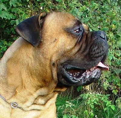 Bullmastiff Bullmastiff 18 Monate alt