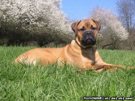 Bullmastiff Mein erster Frühling ..... Bandit von Hazienda High Chapperal 5 Monate