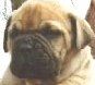 Bullmastiff 4 Wochen alt