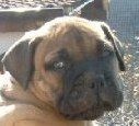 Bullmastiff 6 Wochen alt