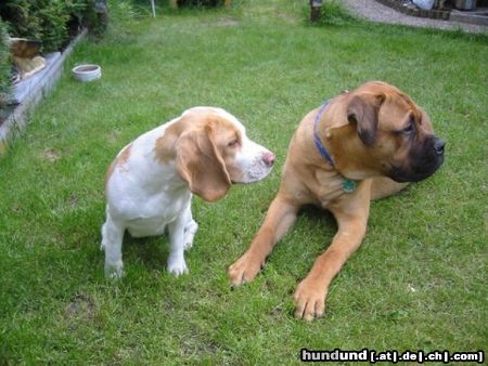 Bullmastiff Bandit und Rose (6 Monate)