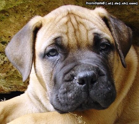 Bullmastiff 8 Wochen alt