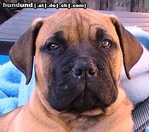 Bullmastiff 9 Wochen alt