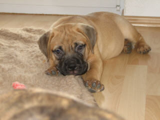 Bullmastiff Aileen 8 Wo. unser A Wurf