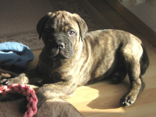 Bullmastiff Amidala 8 Wo. unser A Wurf