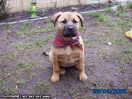 Bullmastiff hallo ich bin leika ein boxermix,und grade mal stolze 4 mon.