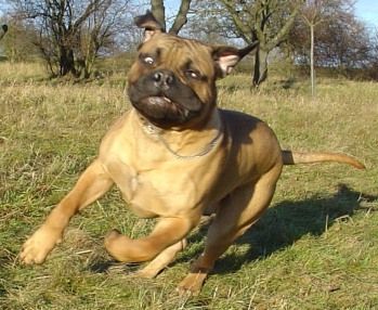 Bullmastiff Bullmastiff 10 Monate alt