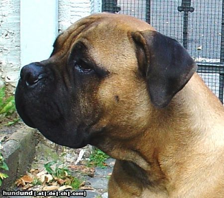 Bullmastiff Bullmastiff 6 Monate alt