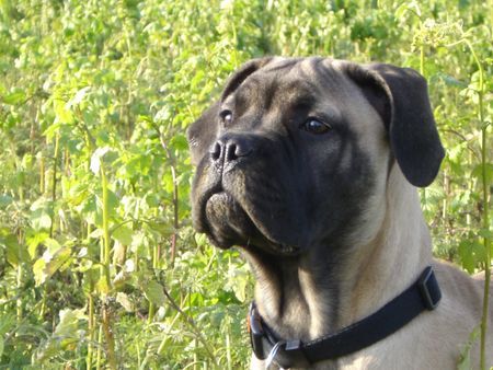 Bullmastiff Joy 16Wo