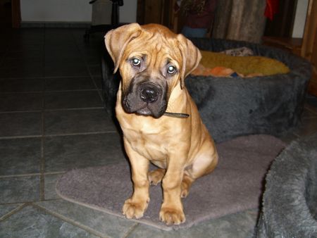 Bullmastiff Die dicke Berta