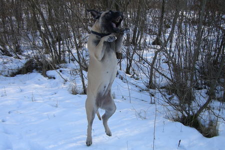 Bullmastiff Joy 5 Mo.