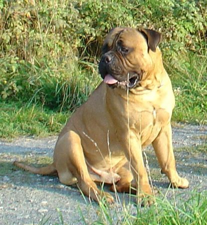 Bullmastiff Bullmastiff 18 Monate alt