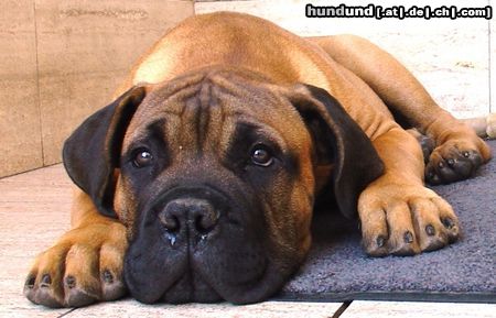 Bullmastiff Bullmastiff 14 Wochen alt